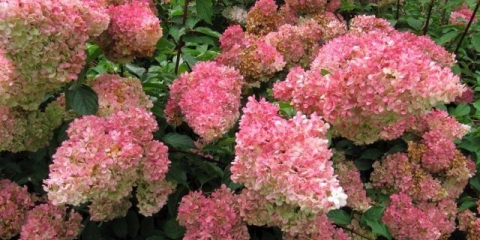 Hortenzija paniculata cvijet jagode: opis, sadnja i njega, recenzije